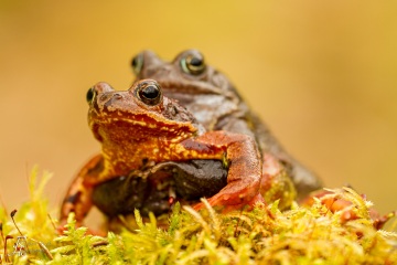 RHO_0001_Amphibien_1115