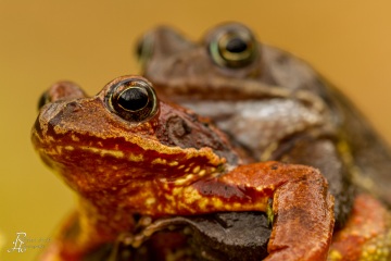 RHO_0002_Amphibien_1121