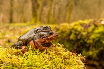 RHO_0003_Amphibien_1128