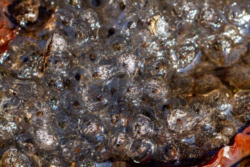 RHO_0004_Amphibien_1258