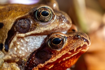 RHO_0006_Amphibien_1385