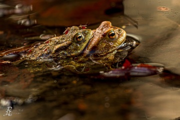 RHO_0007_Amphibien_2089