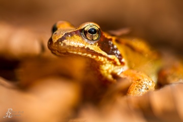 RHO_0008_Amphibien_2391