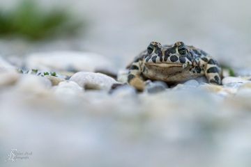 RHO_0010_Amphibien_2585