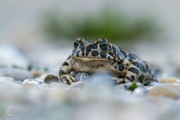 RHO_0011_Amphibien_2590