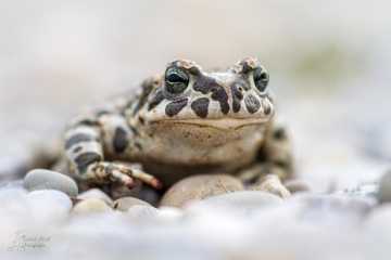 RHO_0012_Amphibien_2615