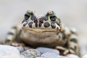 RHO_0013_Amphibien_2618