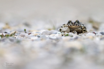 RHO_0014_Amphibien_2659