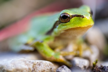 RHO_0015_Amphibien_5486