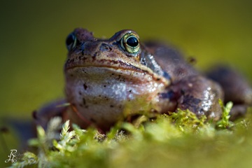 RHO_0016_Amphibien_6166
