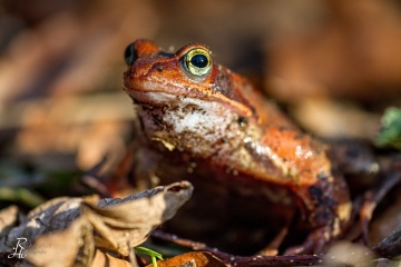 RHO_0017_Amphibien_6178