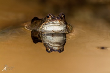 RHO_0018_Amphibien_6206