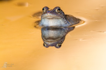 RHO_0019_Amphibien_6228
