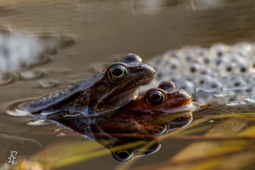 RHO_0020_Amphibien_6251