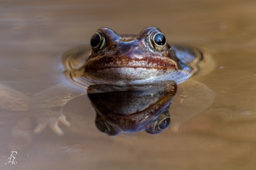 RHO_0021_Amphibien_6267
