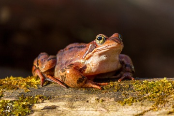 RHO_0022_Amphibien_6328