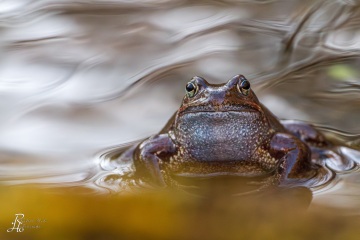 RHO_0023_Amphibien_