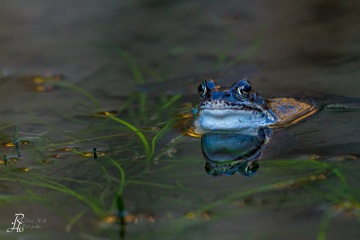 RHO_0024_Amphibien_6430