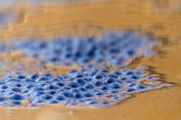 RHO_0025_Amphibien_6588
