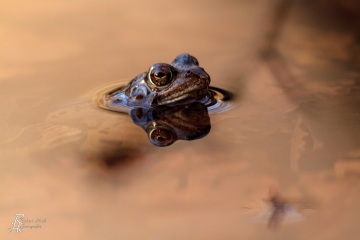 RHO_0026_Amphibien_6597