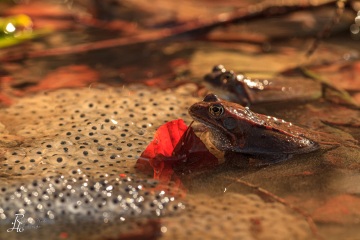 RHO_0027_Amphibien_6681