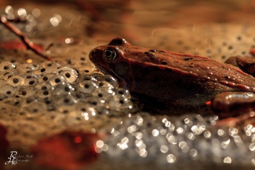 RHO_0028_Amphibien_6691