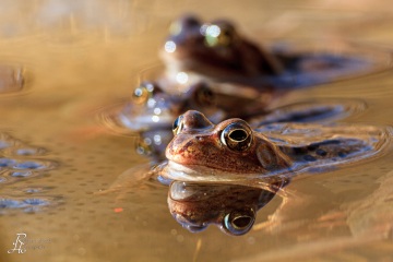 RHO_0029_Amphibien_6719
