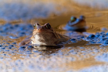 RHO_0030_Amphibien_6770