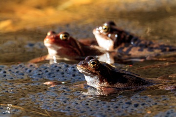 RHO_0031_Amphibien_6792
