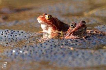 RHO_0032_Amphibien_6806