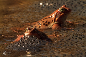 RHO_0033_Amphibien_6858