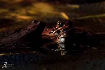 RHO_0034_Amphibien_6947