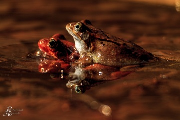 RHO_0035_Amphibien_7032