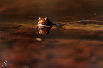 RHO_0036_Amphibien_7120