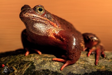 RHO_0037_Amphibien_7198