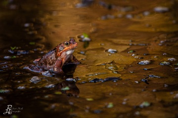 RHO_0038_Amphibien_4118