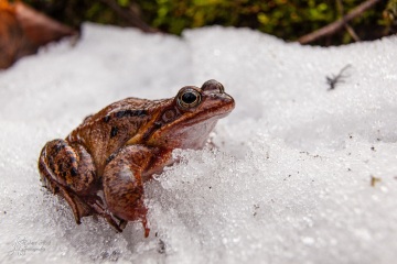 RHO_0040_Amphibien_4177