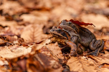 RHO_0041_Amphibien_4200