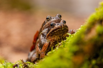 RHO_0042_Amphibien_4238
