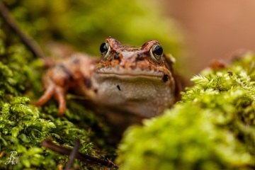 RHO_0043_Amphibien_4282