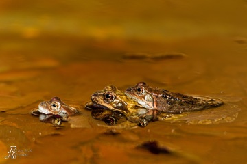 RHO_0045_Amphibien_1101