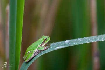 RHO_0046_Amphibien_8687