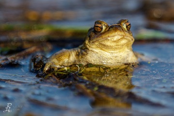 RHO_0047_Amphibien_8078