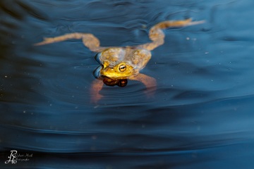 RHO_0048_Amphibien_8208