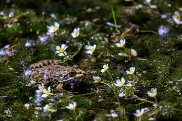 RHO_0049_Amphibien_0038