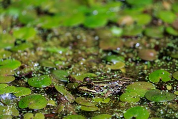 RHO_0050_Amphibien_0047