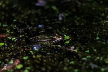 RHO_0051_Amphibien_1699