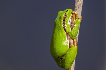 RHO_0052_Amphibien_3216