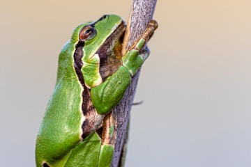 RHO_0053_Amphibien_9470