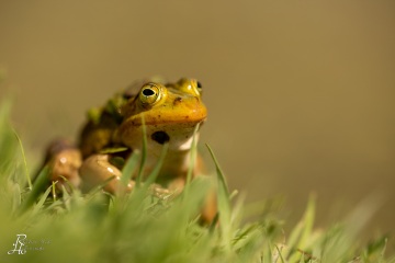 RHO_0054_Amphibien_7099